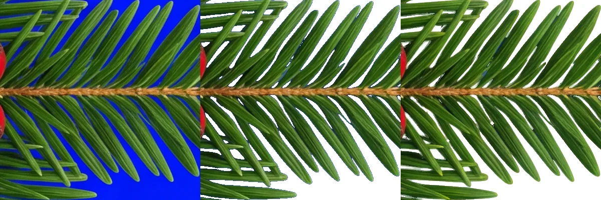 Three crops from a pine and berry card border: the source region on blue, the same region cut by a hard threshold with fine detail dropped and blue-tinted edges left behind, and the ClipBrook cut of it on white