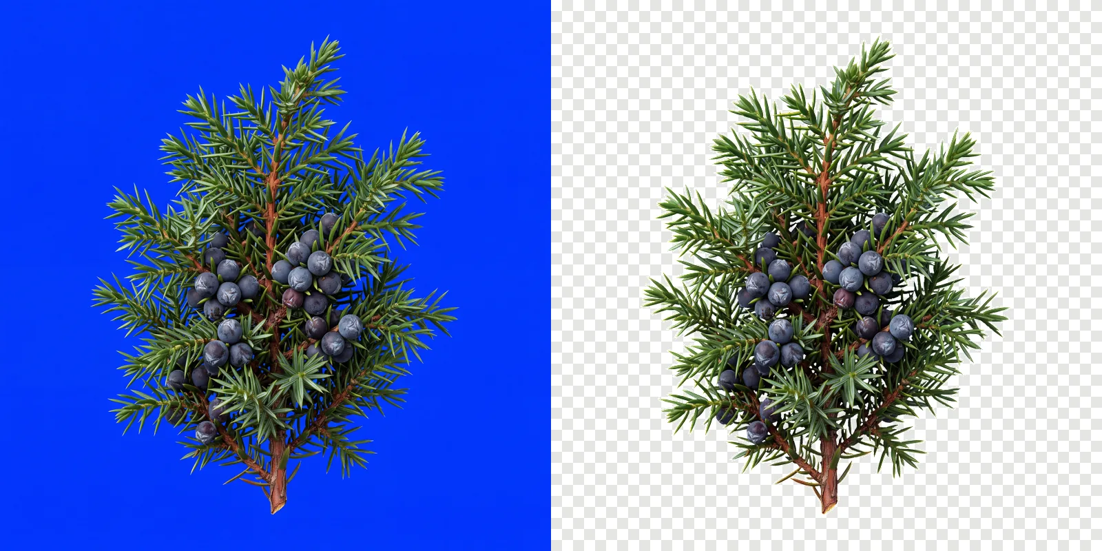 A juniper branch with berries rendered on a solid pure blue background, beside the same branch cut out onto a transparent checkerboard